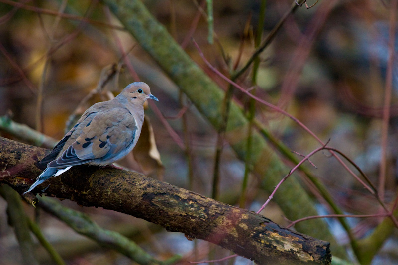 Mourning Dove